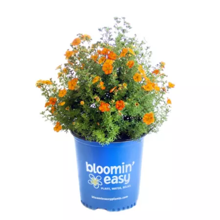 Bloomin' Easy 1 gal Bella Sol Potentilla Plant in Pot Perennials