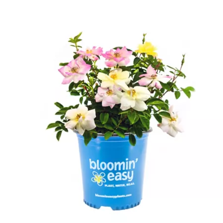 Bloomin' Easy 1 gal Potted Peach Lemonade Rose Plant Perennials