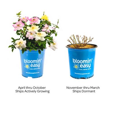 Image showing 4 th Bloomin' Easy 1 gal. Potted Peach Lemonade Rose Plant