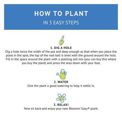 Image showing 7 th Bloomin' Easy 1 gal. Potted Peach Lemonade Rose Plant