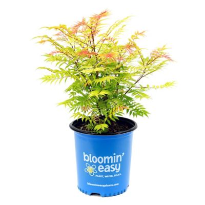 Bloomin' Easy 1 gal. Potted White/Red Cherry On Top Sorbaria Plant
