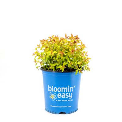 Bloomin' Easy 1 gal. Rainbow Fizz Spirea