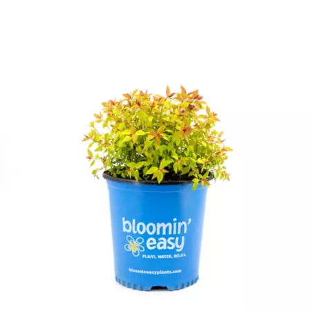 Bloomin' Easy 1 gal Rainbow Fizz Spirea Plant in Pot Perennials