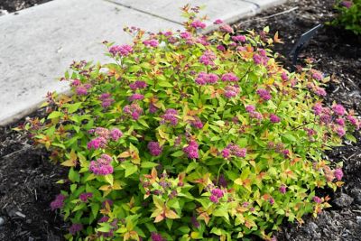 Image showing  1 gal. Potted Rainbow Fizz Spirea Plant