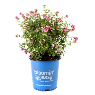 Bloomin' Easy 1 gal. Pinky Promise Snowberry