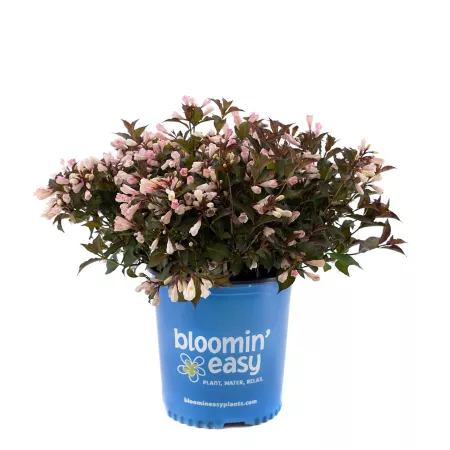 Bloomin' Easy 1 gal Residual Weigela plant in pot Perennials