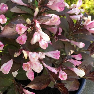 Image showing 1 th Bloomin' Easy 1 gal. Potted Afterglow Weigela Plant