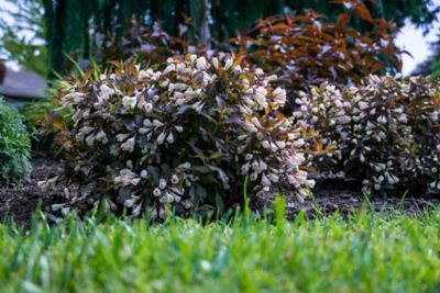 Image showing 3 th Bloomin' Easy 1 gal. Potted Afterglow Weigela Plant