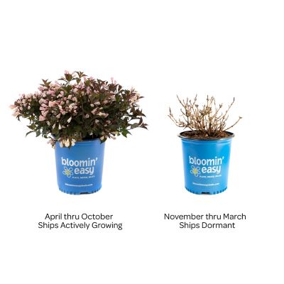 Image showing 4 th Bloomin' Easy 1 gal. Potted Afterglow Weigela Plant