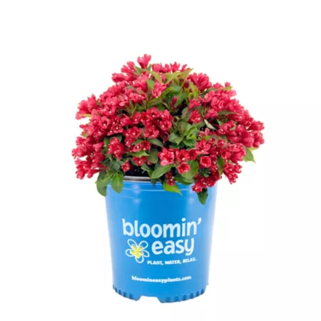 Bloomin' Easy 1 gal Weigela plant purple kisses in pot Perennials