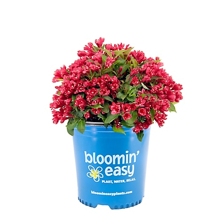 Bloomin' Easy 1 gal. Crimson Kisses Weigela