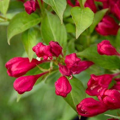 Image showing  1 gal. Potted Crimson Kisses Weigela Plant