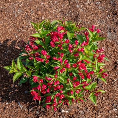 Image showing  1 gal. Potted Crimson Kisses Weigela Plant