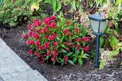 Image showing  1 gal. Potted Crimson Kisses Weigela Plant