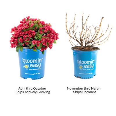 Image showing  1 gal. Potted Crimson Kisses Weigela Plant
