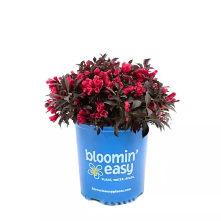 Bloomin' Easy 1 gal Electric Love Weigela Plant in Pot Perennials