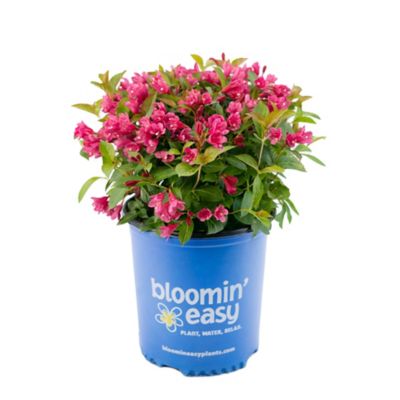 Bloomin' Easy 1 gal. Strobe Weigela