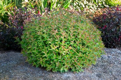 Image showing  1 gal. Strobe Weigela