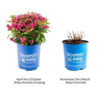 Image showing  1 gal. Strobe Weigela