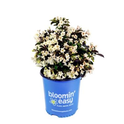 Bloomin' Easy 1 gal. Potted Tuxedo Weigela Plant