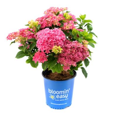 Bloomin' Easy 2 gal. Potted Starfield Bigleaf Hydrangea Plant