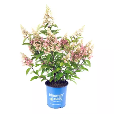 Bloomin' Easy 2 gal Rustic Candelabra Hydrangea Plant in Pot Perennials