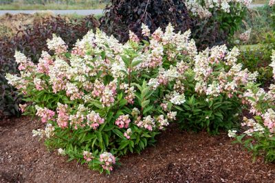 Image showing  2 gal. Potted Flare Hardy Hydrangea Plant