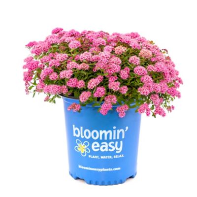 Bloomin' Easy 2 gal. Potted Pink Poprocks Petite Spirea Plant