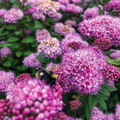 Image showing 1 th Bloomin' Easy 2 gal. Potted Pink Poprocks Petite Spirea Plant