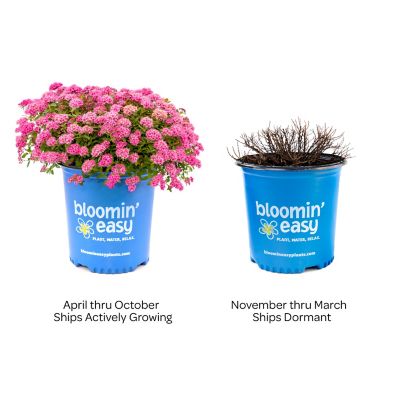 Image showing 4 th Bloomin' Easy 2 gal. Potted Pink Poprocks Petite Spirea Plant
