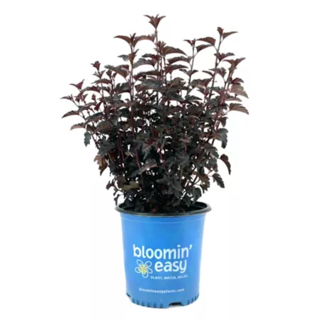 Bloomin' Easy 2 gal Ninebark Panther Plant in Pot Perennials