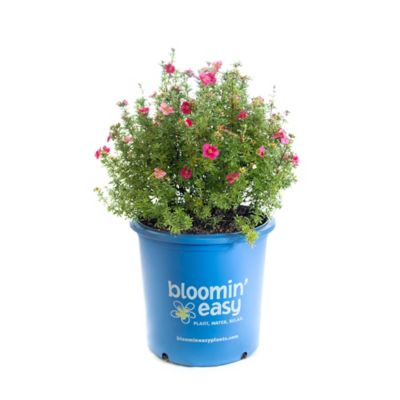 Bloomin' Easy 2 gal. Bella Bellissima Potentilla