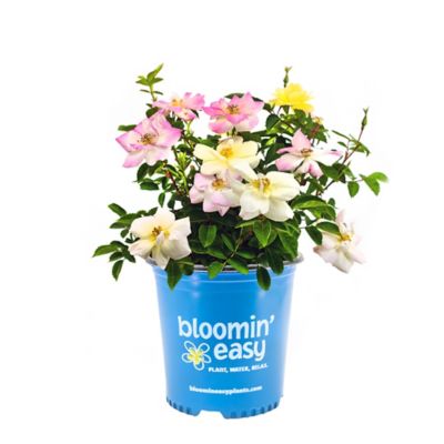 Bloomin' Easy 2 gal. Potted Peach Lemonade Rose Plant