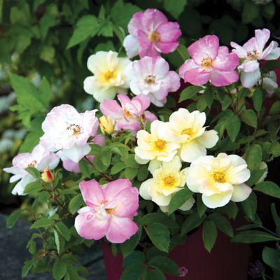 Image showing  2 gal. Potted Peach Lemonade Rose Plant