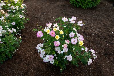 Image showing  2 gal. Potted Peach Lemonade Rose Plant