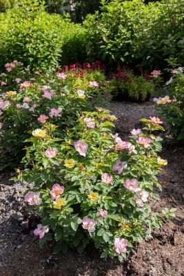 Image showing  2 gal. Potted Peach Lemonade Rose Plant