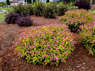 Image showing  2 gal. Rainbow Fizz Spirea