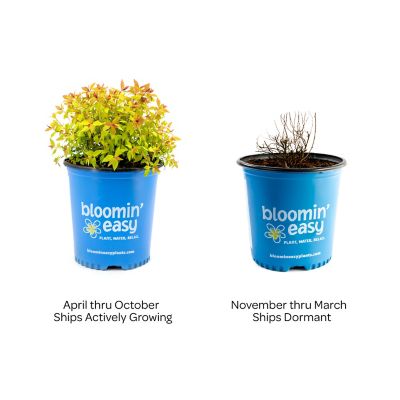 Image showing  2 gal. Rainbow Fizz Spirea