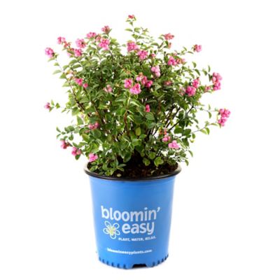 Bloomin' Easy 2 gal. Potted Pinky Promise Snowberry Plant