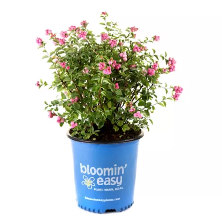 Bloomin' Easy 2 gal Pinky Promise Snowberry Plant in Pot Perennials