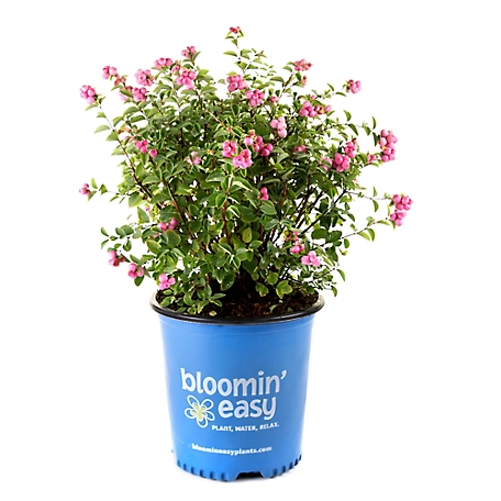Bloomin' Easy 2 gal. Pinky Promise Snowberry