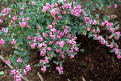 Image showing  2 gal. Potted Pinky Promise Snowberry Plant