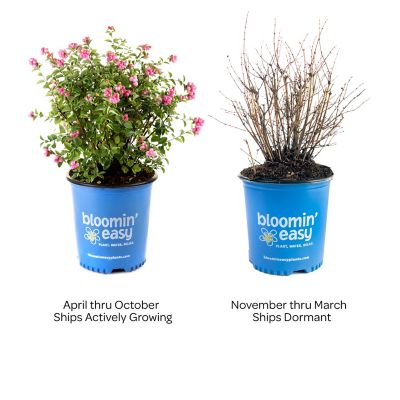 Image showing  2 gal. Potted Pinky Promise Snowberry Plant