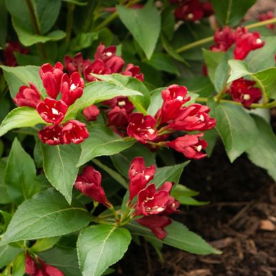 Image showing 1 th Bloomin' Easy 2 gal. Maroon Swoon Weigela