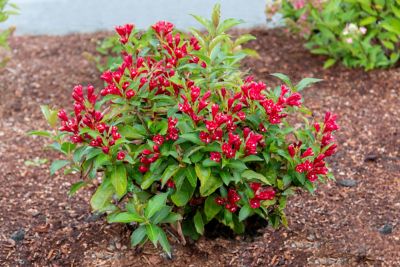 Image showing 2 th Bloomin' Easy 2 gal. Maroon Swoon Weigela