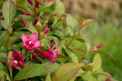 Image showing  2 gal. Potted Strobe Weigela Plant