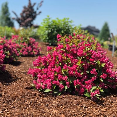 Image showing  2 gal. Potted Strobe Weigela Plant