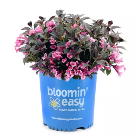 Bloomin' Easy 2 gal Stunning Weigela plant in pot Perennials