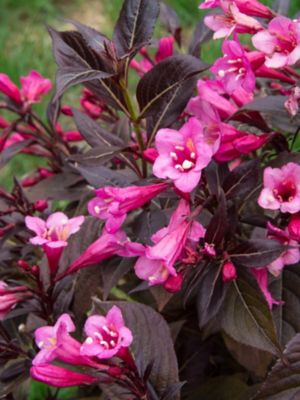 Image showing  2 gal. Potted Stunner Weigela Plant