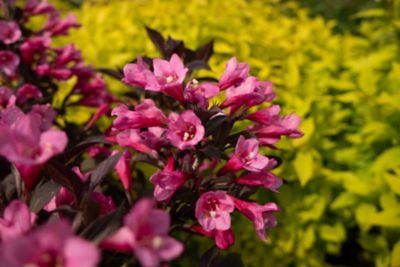 Image showing  2 gal. Potted Stunner Weigela Plant